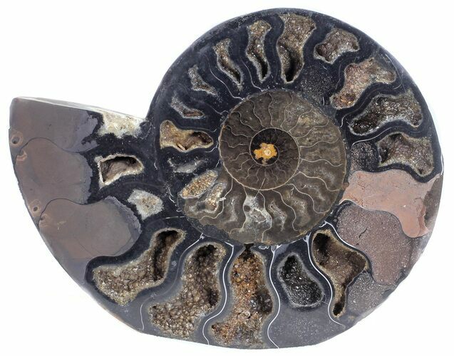 Split Black/Orange Ammonite (Half) - Unusual Coloration #55691